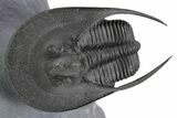 Flying Scotoharpes Trilobite - Top Quality Specimen #253572-1